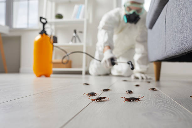 Affordable Termite Control solutions in Lyons, KS